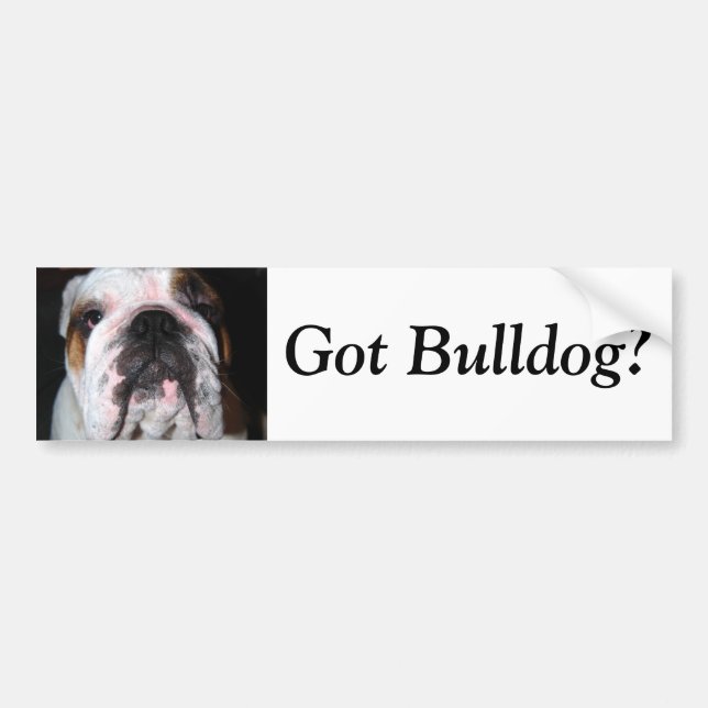 Got Bulldogge? Autoaufkleber (Vorne)