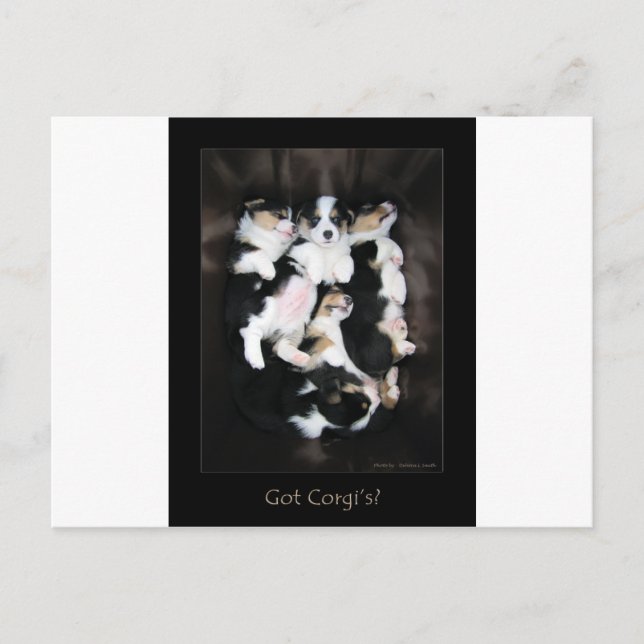 Got Corgis? Postkarte (Vorderseite)