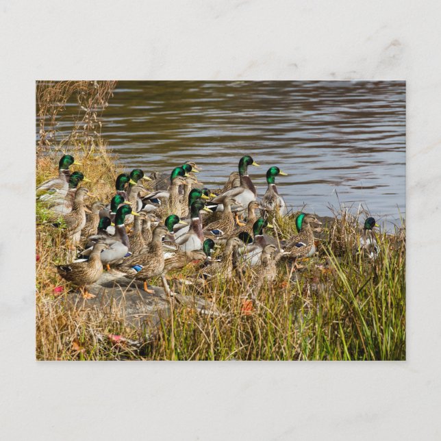 Got Enten? Postkarte (Vorderseite)