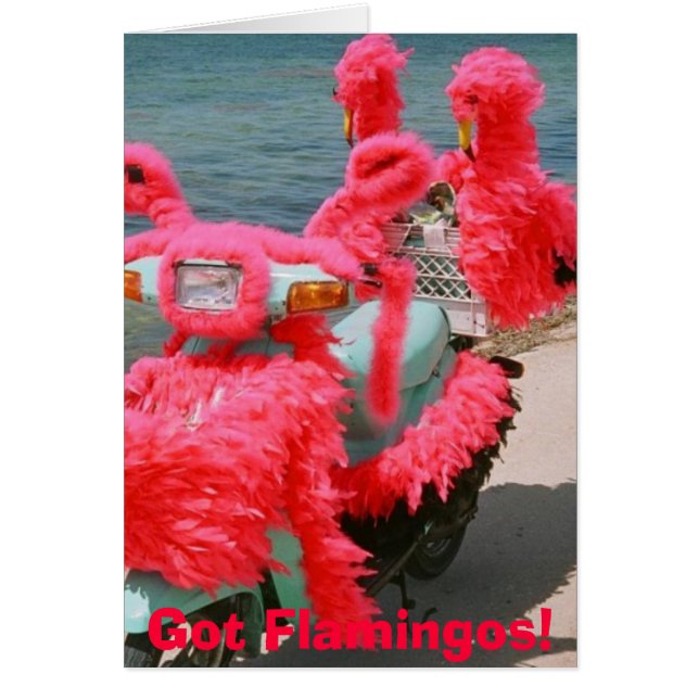 Got Flamingos! , (Vorne)