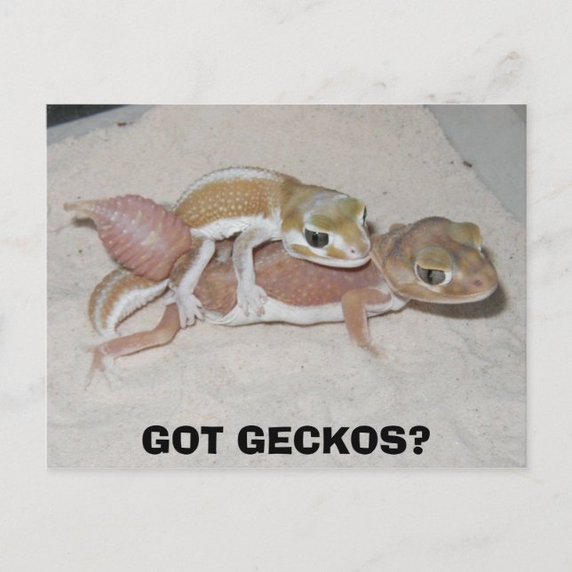 GOT GECKOS? POSTKARTE (Vorderseite)