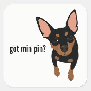 Got Min Button? Miniature Pinscher (Schwarz) Stick Quadratischer Aufkleber