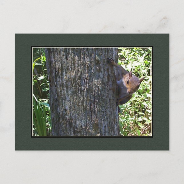 Got Nuts?? Postkarte (Vorderseite)