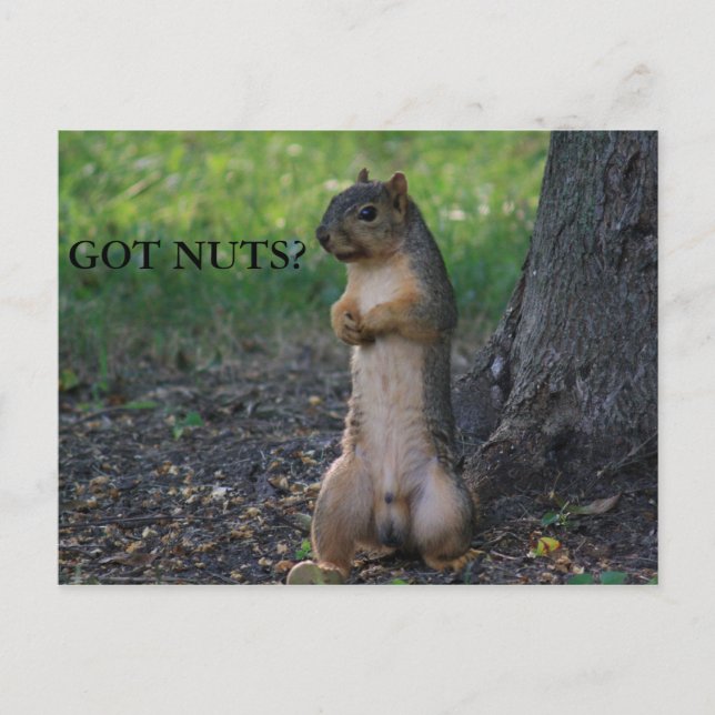 GOT NUTS? POSTKARTE (Vorderseite)