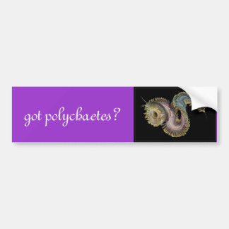 got Polychaetes? Autoaufkleber