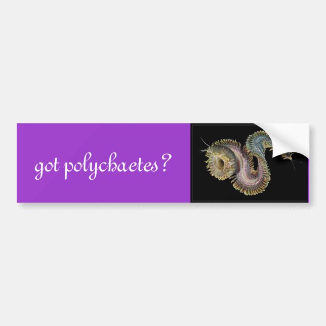 got Polychaetes? Autoaufkleber (Vorne)