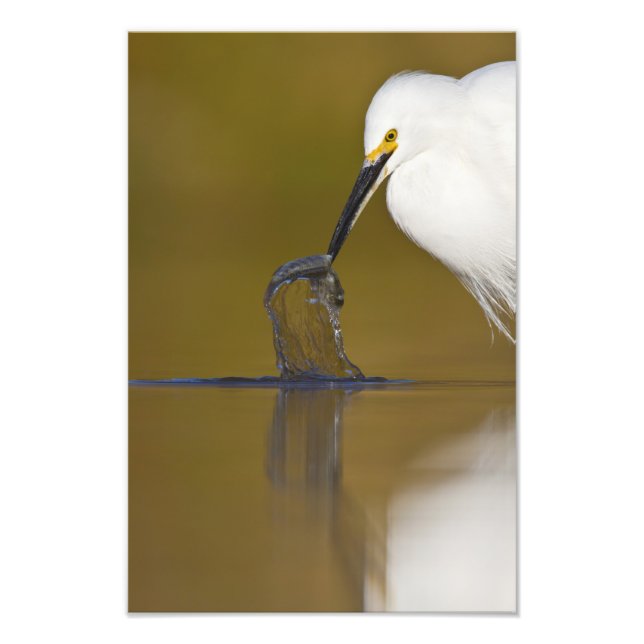 Gotcha Fotodruck (Vorne)