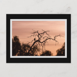 Gothic Bird Dramatischer Sonnenuntergang Postkarte