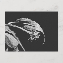 Gothic Wilting Flower Photo Reprint Postkarte