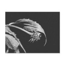 Gothischer verwelkender Blumenfoto-Nachdruck