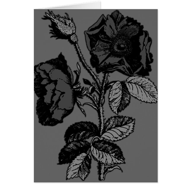 gotische Schwarze Antike Rose (Vorne)