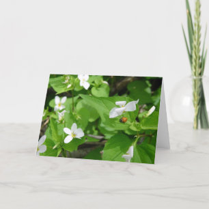 Gotta Liebe Ladybugs (3) Grußkarte Karte