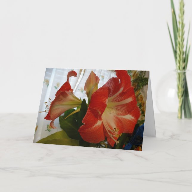 Gottes Gefallen, Stargazer Amaryllis Karte (Vorderseite)