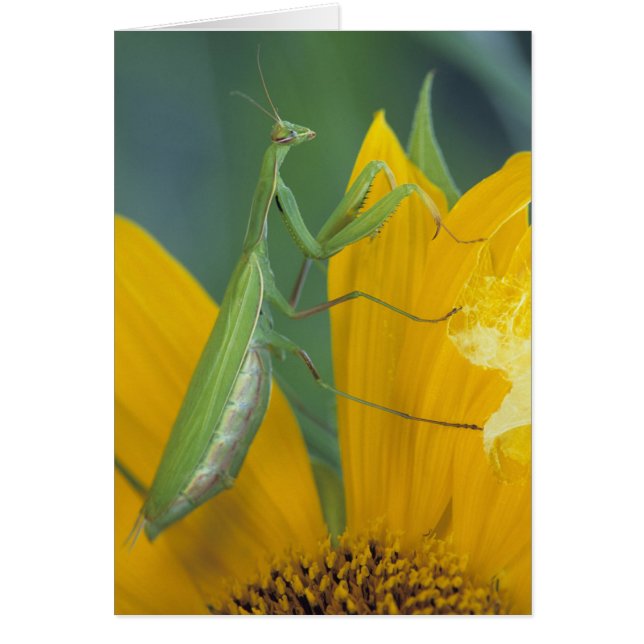 Gottesanbeterin (Vorne)