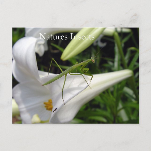 Gottesanbeterin auf Blüte Postkarte (Vorderseite)