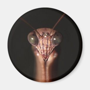 Gottesanbeterin Magnet