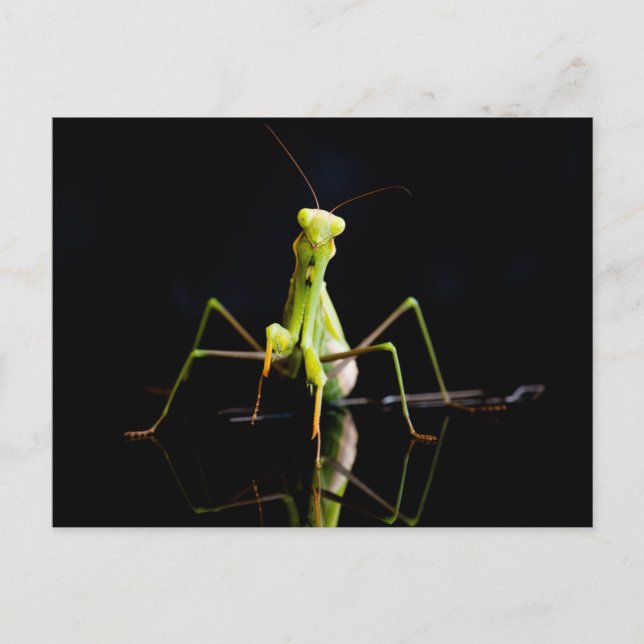 Gottesanbeterin Postkarte (Vorderseite)