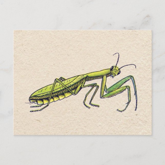 Gottesanbeterin Postkarte (Vorderseite)