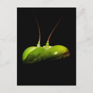 Gottesanbeterin Postkarte