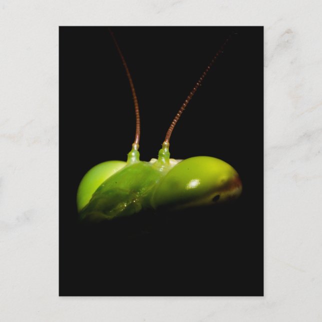 Gottesanbeterin Postkarte (Vorderseite)