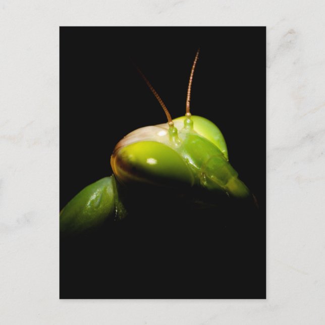 Gottesanbeterin Postkarte (Vorderseite)