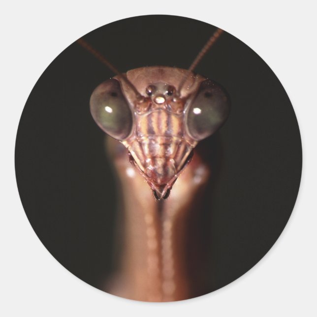 Gottesanbeterin Runder Aufkleber (Vorderseite)