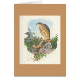 Gould - Accipiter nisus Sparrowhawk