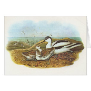 Gould - Avocet - Recurvirostra avosetta