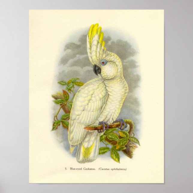 Gould - Blue-Mit Augen Cockatoo Portfolio Poster (Vorne)