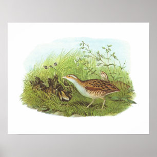 Gould - Corncrake - Crex crex Poster