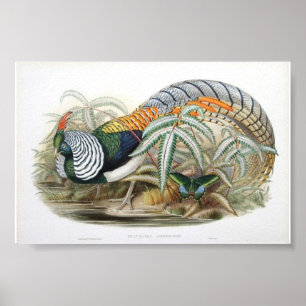Gould - Dame Amhersts Pheasant Portfolio Poster