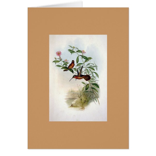 Gould - Dohrns Einsiedler-Kolibri (Vorne)