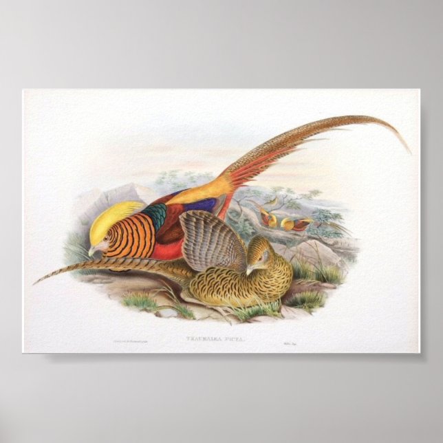 Gould - Golden Pheasant Portfolio Poster (Vorne)