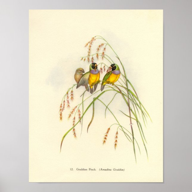 Gould Gouldian Finch Portfolio Poster (Vorne)