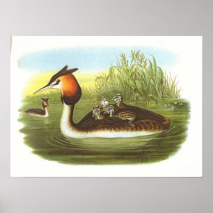 Gould - großer Grebe mit Haube - Podiceps Poster