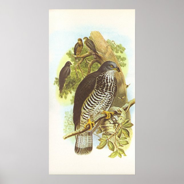 Gould - Honey Buzzard - Pernis apivorus Poster (Vorne)