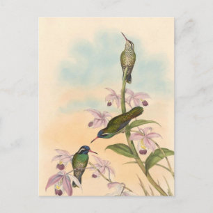 Gould Hummingbirds and Orchids Postkarte