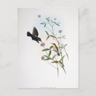 Gould - Jericho Sunbird Postkarte