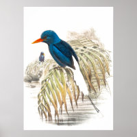Gould Kingfisher Birds Poster