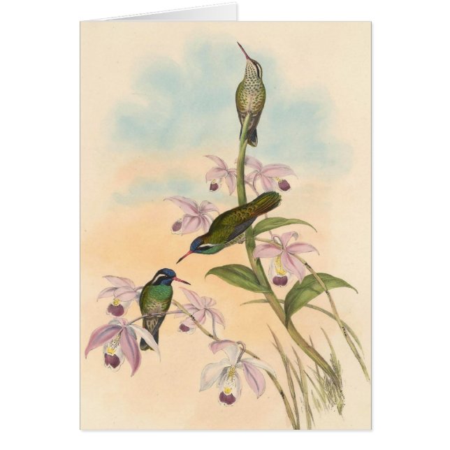 Gould Kolibris und Orchideen (Vorne)