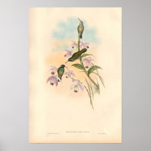 Gould Kolibris und Orchideen Poster