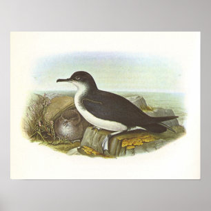 Gould - Manx Sherwater - Procellaria puffinus Poster