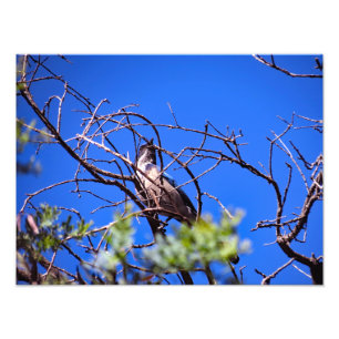 Gould Mesa Trail, CA Fotodruck