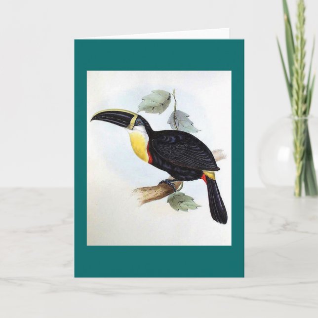 Gould - Osculant Toucan Karte (Vorderseite)