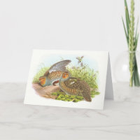 Gould - Rebhuhn - Perdix Perdix