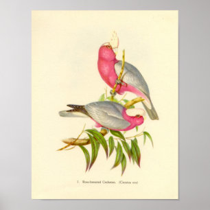 Gould - Rose Breasted Cockatoo Portfolio Poster