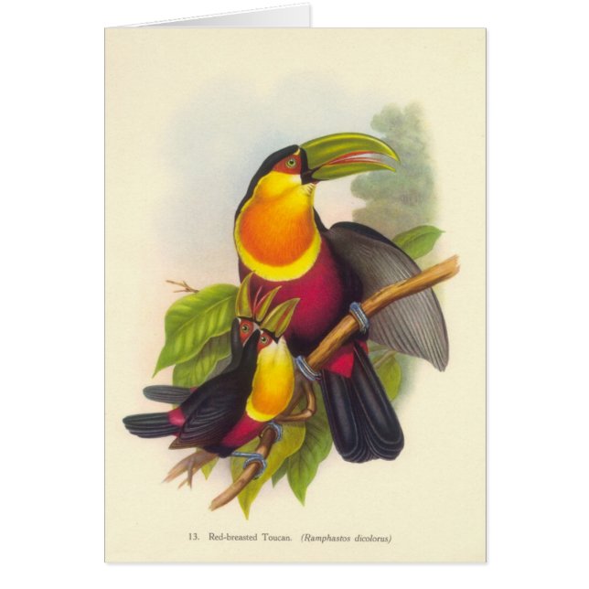 Gould - rotbrüstiges Toucan (Vorne)