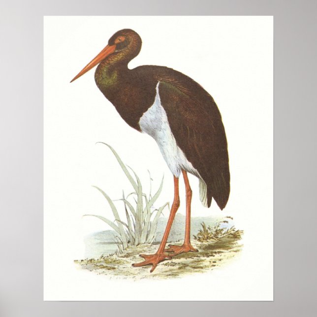 Gould - Schwarzer Stork - Cliconia nigra Poster (Vorne)