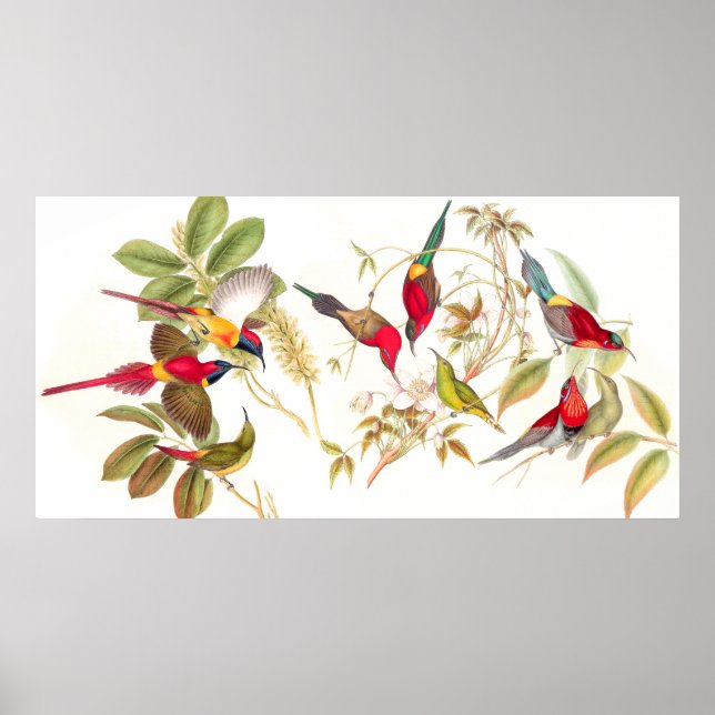 Gould Sunbird Birds Poster (Vorne)