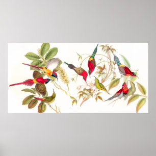 Gould Sunbird Vogel-Plakat Poster